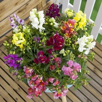  MUFLIER MUFLIER-FLORAL SHOWERS F1 (Antirrhinum)-mélange - Graineterie A. DUCRETTET