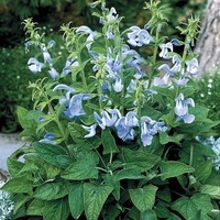  SAUGE PATENS SAUGE PATENS-PATIO (Salvia patens)-bleu ciel - Graineterie A. DUCRETTET
