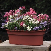 Graines de fleurs NEMESIA D'AFRIQUE POETRY F1 (Nemesia foetans) - Graineterie A. DUCRETTET