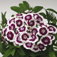 Graines de fleurs OEILLET DE POETE DIABUNDA F1 (Dianthus barbatus) - Graineterie A. DUCRETTET