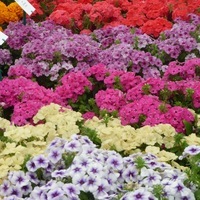 Graines de fleurs Annuelles - PHLOX - Graineterie A. DUCRETTET