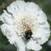 Graines de fleurs SCABIEUSE FAMA (Scabiosa caucasica) - Graineterie A. DUCRETTET