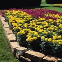 Graines de fleurs ROSE D'INDE MARVEL F1 (Tagetes erecta) - Graineterie A. DUCRETTET