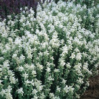  SAUGE HORMINUM SAUGE HORMINUM-Salvia viridis (horminum) (Salvia viridis (horminum))-blanc - Graineterie A. DUCRETTET