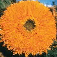  SOLEIL ou HELIANTHUS SOLEIL ou HELIANTHUS-SANTA-FE (Helianthus annuus)-jaune orange - non traité - Graineterie A. DUCRETTET