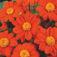 Graines de fleurs Annuelles - TITHONIA - Graineterie A. DUCRETTET