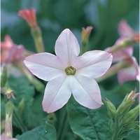  TABAC TABAC-AVALON F1 (Nicotiana alata)-blanc à revers rose                                                                                  (graines enrobées) - Graineterie A. DUCRETTET