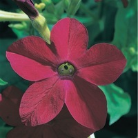  TABAC TABAC-AVALON F1 (Nicotiana alata)-rouge, graines enrobées - Graineterie A. DUCRETTET