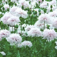  PAVOT PAVOT-POUF ! (Papaver somniferum)-blanc rosé - Graineterie A. DUCRETTET