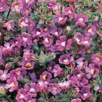 Graines de fleurs CHAENORRHINUM BLUE EYES (Chaenorhinum origanifolium) - Graineterie A. DUCRETTET