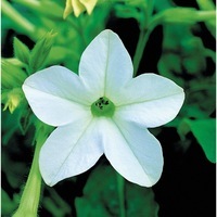  TABAC TABAC-AVALON F1 (Nicotiana alata)-blanc pur - graines enrobées - Graineterie A. DUCRETTET