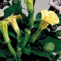 Graines de fleurs DATURA BALLERINA (Datura metel) - Graineterie A. DUCRETTET