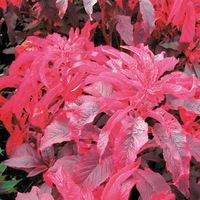 Graines de fleurs AMARANTHE EARLY SPLENDOR (Amaranthus tricolor) - Graineterie A. DUCRETTET