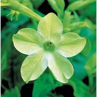  TABAC TABAC-AVALON F1 (Nicotiana alata)-citron vert - Graineterie A. DUCRETTET