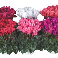 Graines de fleurs Annuelles - CYCLAMEN - Graineterie A. DUCRETTET