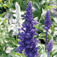Graines de fleurs SAUGE FARINACEA RHEA (Salvia farinacea) - Graineterie A. DUCRETTET