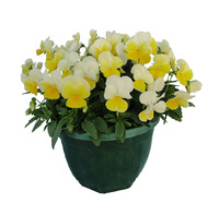 Graines de fleurs VIOLA CORNUTA GRANDISSIMO F1 (Viola cornuta) - Graineterie A. DUCRETTET