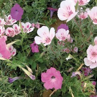 Graines de fleurs Les must... CITYZ 25 - Graineterie A. DUCRETTET