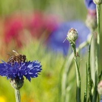 Les mélanges fleuris - Les utilitaires... - Graineterie A. DUCRETTET