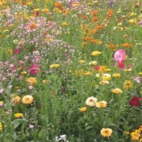 Graines de fleurs Les réussites assurées.... MELANGE RAPIDE - Graineterie A. DUCRETTET