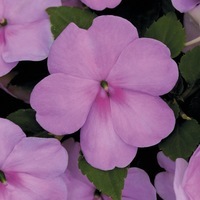 Graines de fleurs IMPATIENS IMPREZA F1 (Impatiens walleriana) - Graineterie A. DUCRETTET