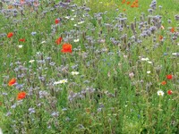 Graines de fleurs Les réussites assurées.... MELANGE POLLINISATEURS PLURIANNUEL - Graineterie A. DUCRETTET