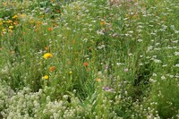 Graines de fleurs Les réussites assurées.... MELANGE VIGNES & VERGERS - Graineterie A. DUCRETTET