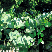 Graines de fleurs EUCALYPTUS SILVERDOLLAR (Eucalyptus cinerea) - Graineterie A. DUCRETTET