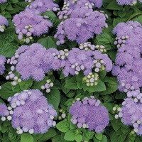  AGERATUM AGERATUM-ALOHA F1 (Ageratum mexicanum (houstonianum))-bleu                                                                                                (graines enrobées) - Graineterie A. DUCRETTET