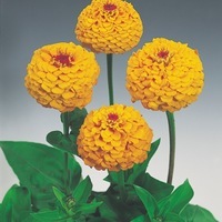  ZINNIA DOUBLE ZINNIA DOUBLE-OKLAHOMA (Zinnia elegans (ou Zinnia violaceae))-jaune d'or - Graineterie A. DUCRETTET