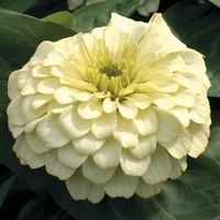 Graines de fleurs ZINNIA DOUBLE MAGELLAN F1 (Zinnia elegans (ou Zinnia violaceae)) - Graineterie A. DUCRETTET