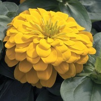 Graines de fleurs ZINNIA DOUBLE MAGELLAN F1 (Zinnia elegans (ou Zinnia violaceae)) - Graineterie A. DUCRETTET