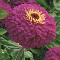 Graines de fleurs ZINNIA DOUBLE UPROAR F1 (Zinnia elegans (ou Zinnia violaceae)) - Graineterie A. DUCRETTET