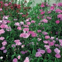Graines de fleurs OEILLET DE CHINE ELEGANCE F1 (Dianthus chinensis x barbatus) - Graineterie A. DUCRETTET