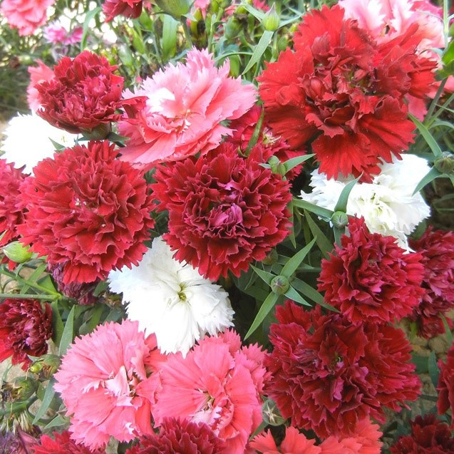 Graines de fleurs OEILLET DE CHINE GRACE F1 (Dianthus chinensis) - Graineterie A. DUCRETTET
