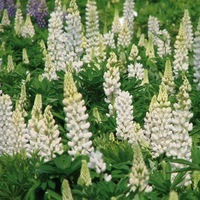  LUPIN LUPIN-GALLERY (Lupinus polyphyllus)-blanc - Graineterie A. DUCRETTET