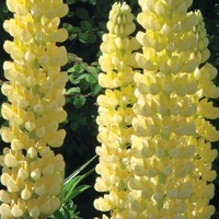  LUPIN LUPIN-GALLERY (Lupinus polyphyllus)-jaune - Graineterie A. DUCRETTET