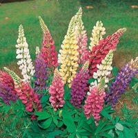  LUPIN LUPIN-GALLERY (Lupinus polyphyllus)-mélange - Graineterie A. DUCRETTET