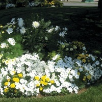 Graines de fleurs PETUNIA RETOMBANT traçant EASY WAVE F1 (Petunia) - Graineterie A. DUCRETTET