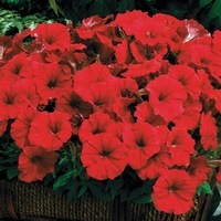 Graines de fleurs PETUNIA MILLIFLORA PICOBELLA F1 (Petunia milliflora) - Graineterie A. DUCRETTET