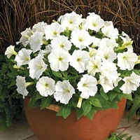 Graines de fleurs PETUNIA MILLIFLORA PICOBELLA F1 (Petunia milliflora) - Graineterie A. DUCRETTET