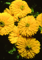  CALENDULA (SOUCI) CALENDULA (SOUCI)-BON BON (Calendula officinalis)-jaune - Graineterie A. DUCRETTET