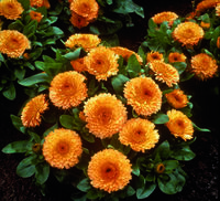  CALENDULA (SOUCI) CALENDULA (SOUCI)-BON BON (Calendula officinalis)-orange - Graineterie A. DUCRETTET