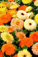  CALENDULA (SOUCI) CALENDULA (SOUCI)-BON BON (Calendula officinalis)-mélange - Graineterie A. DUCRETTET