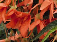 Graines de fleurs BEGONIA BOLIVIENSIS SUN CITIES (Begonia boliviensis) - Graineterie A. DUCRETTET