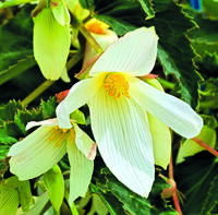  BEGONIA BOLIVIENSIS BEGONIA BOLIVIENSIS-SUN CITIES (Begonia boliviensis)-Santa Barbara (blanc)                                                                                - graines enrobées - Graineterie A. DUCRETTET