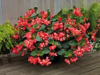 Graines de fleurs BEGONIA SEMPERFLORENS BIG DELUXXE F1 (Begonia semperflorens) - Graineterie A. DUCRETTET