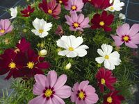 Graines de fleurs COSMOS BIPINNATA CASANOVA (Cosmos bipinnata) - Graineterie A. DUCRETTET