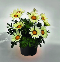  GAZANIA GAZANIA-ZANY (Gazania)-blanc - graines enrobées - Graineterie A. DUCRETTET