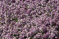  ALYSSE ALYSSE-WONDERLAND (Lobularia maritima)-bleu - Graineterie A. DUCRETTET